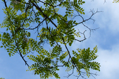 Trees And Leaves